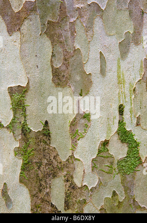Sycamore Baumrinde, Sugarland Valley Trail, Great Smoky Mountains National Park Stockfoto