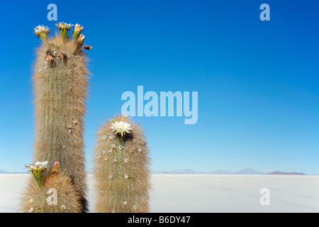 Isla Pescadores oder der Kaktus Insel in der Mitte der Salar de Uyuni in Bolivien. Stockfoto