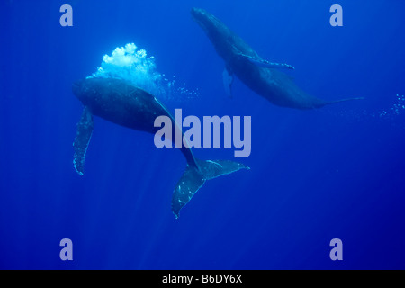 USA Hawaii Big Island Unterwasser Ansicht der Buckelwal Impressionen Novaengliae weht Blasenstrom beim Schwimmen Stockfoto