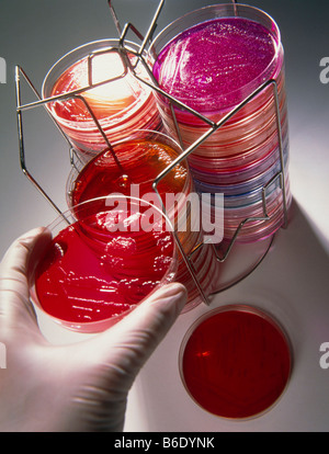 Bakterienkulturen. Behandschuhten Hand legt eine Petrischale mit einer Bakterienkultur zurück auf eine Petrischale Stapel. Stockfoto