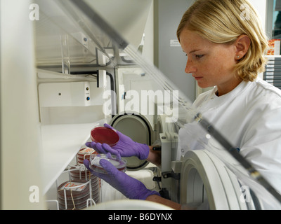 Kultivierung von anaeroben Bakterien. Labor-Arbeiter eine Petrischale, die verwendet wurde, um menschliche Gewebeproben Kultur untersuchen. Stockfoto