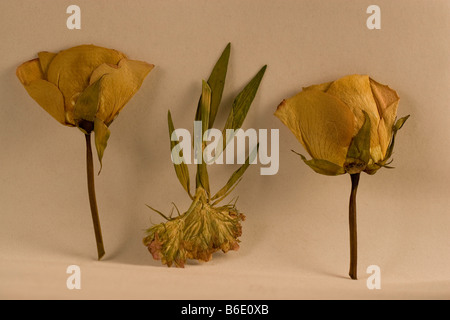 Nahaufnahme von drei getrockneten und gepressten Blumen - zwei Rosen eine Nelke. Stockfoto