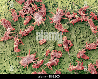 Hausstaubmilben, farbige scanning Electron Schliffbild (SEM) eine Reihe von Haus Hausstaubmilben Stockfoto