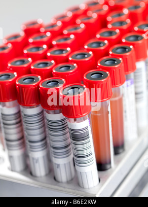 Blutproben. Vacutainer Röhrchen mit Blutproben und mit Barcodes versehen. Stockfoto