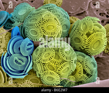 Kalkhaltigen Phytoplankton. Farbige Scanningelectron Schliffbild (SEM) von der äußeren mineralisierten Strukturen (Coccospheres). Stockfoto