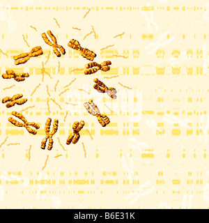 Computer-Grafik der Chromosomen Stockfoto