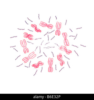 Chromosomen und DNA-Moleküle Stockfoto