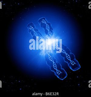 Chromosomen bestehen DNA aufgewickelt um Proteine Stockfoto