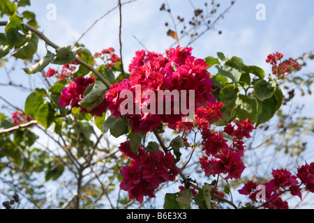 Verträumt, rote verträumt, Bougainville Stockfoto