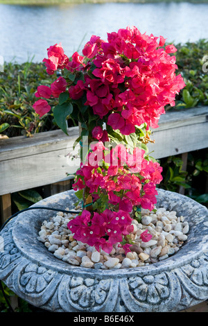 Verträumt, rote verträumt, Bougainville Stockfoto