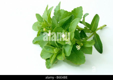 Sweet Leaf von Paraguay (Stevia Rebaudiana), blühender Zweig. Teile der Pflanze sind 300 Mal süßer als Zucker Stockfoto