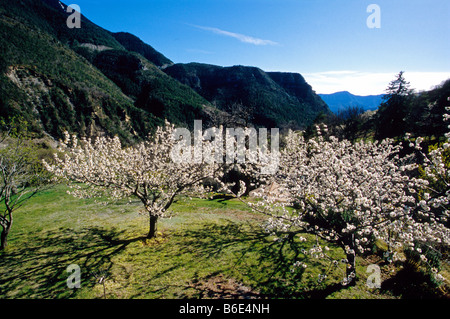 Blühenden Baum im Frühling Stockfoto