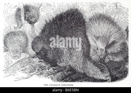 Erethizon Dorsatum Canadian Porcupine ist ein großes Nagetier in der neuen Welt-Stachelschwein-Familie. Der Biber ist das nur anderen Nagetier l Stockfoto