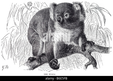 Koala Phascolarctos Cinereus ist ein gescheckter arboreal Beuteltiere Pflanzenfresser in Australien heimisch und der einzige erhaltene Farbbalken Stockfoto