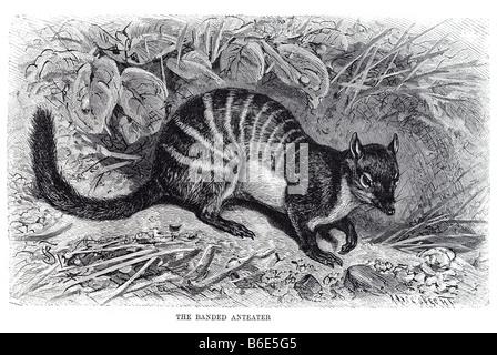 gebänderten Ameisenbär Numbat (Myrmecobius Fasciatus), auch bekannt als die Walpurti ist ein kleines Beuteltier endemisch in Western Australia. Stockfoto