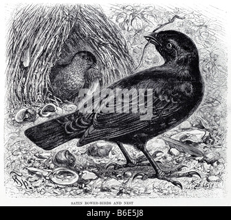 Satin Bower Vögel und Nest Laubenvogel Ptilonorhynchus Violaceus ist ein Laubenvogel im Regenwald und hohen nassen Weideländern fore Stockfoto