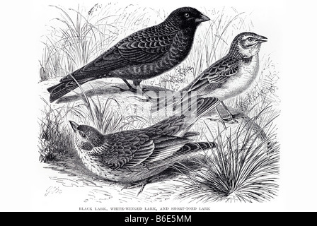 schwarz weiß geflügelte kurz-toed Lerche Calandrella Brachydactyla passerine Vogel südlichen Europa Nordwest Afrika gemäßigten Asien Turk Stockfoto