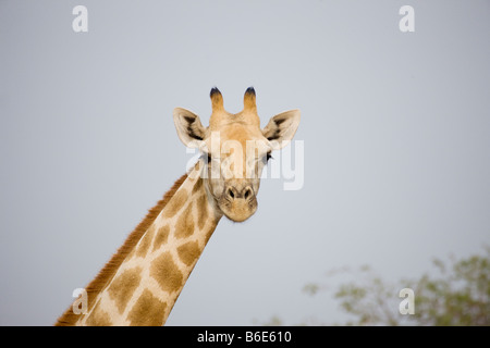 Netzartige Giraffe lecken Lippen, Waterberg Plateau Nationalpark, Namibia Stockfoto