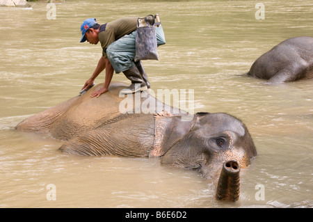 Elefanten gewaschen von einem Mahout (Elefant Hüter) in einem Fluss in Tangkahan, Sumatra, Indonesien Stockfoto