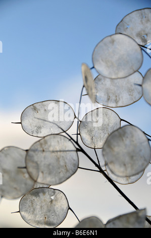 Ehrlichkeit Lunaria Annua Samen Hülsen Winter gegen den Himmel Stockfoto