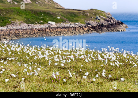 Gemeinsamen Wollgras (Wollgras Angustifolium) wächst auf einer Klippe am Mellon Udrigle, Wester Ross, Highland, Schottland Stockfoto