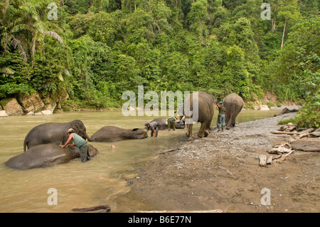 Elefanten waschen in einem Fluss in Tangkahan, Sumatra, Indonesien Stockfoto