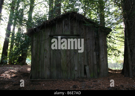 Eine alte heruntergekommen Hütte im Wald. Stockfoto