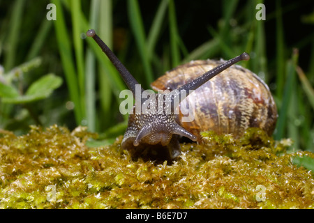 Gemeinsame oder Garten Schnecke Helix Aspersa Helicidae Gesicht zeigt die Tentakel in einem Garten UK Stockfoto