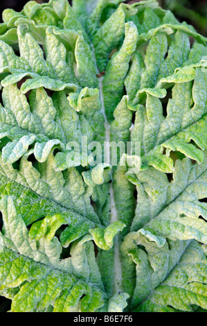 Blatt der Artischocke Wintergarten kalt winterhart Gemüse Drossel samtig behaart lockig Stockfoto