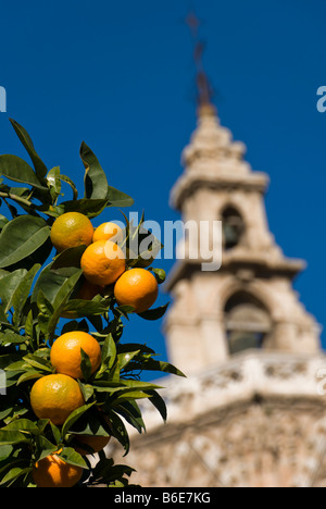 Orangen vor dem Miguelete Kathedrale Glockenturm am Plaza De La Reina in der Altstadt von Valencia, Spanien Stockfoto