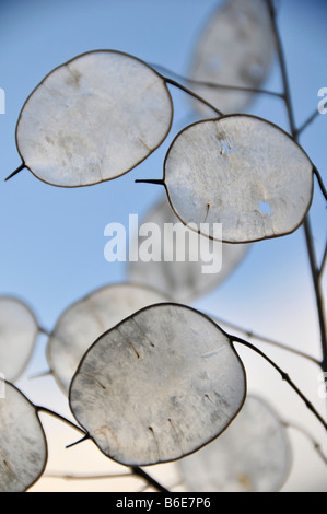 Ehrlichkeit Lunaria Annua Samen Kaffeepads Winter gegen Himmel ovalen durchsichtigen Gewebe Garten Gartenbau trocken gebleichten Kreise Pflanze co Stockfoto