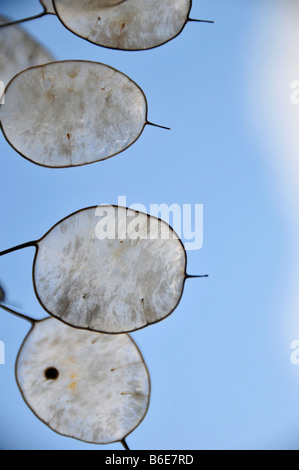 Ehrlichkeit Lunaria Annua Samen Kaffeepads Winter gegen Himmel ovalen durchsichtigen Gewebe Garten Gartenbau trocken gebleichten Kreise Pflanze co Stockfoto