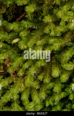 Größere Featherwort Plagiochila Asplenioides einen grünen Lebermoos im Wald UK Stockfoto