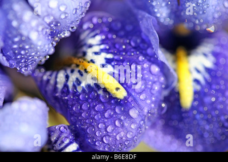 Tröpfchen in Iris Blume. Iris reticulata Stockfoto
