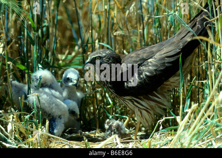 Montagus Harrier (Circus Pygargus) mit Küken im nest Stockfoto