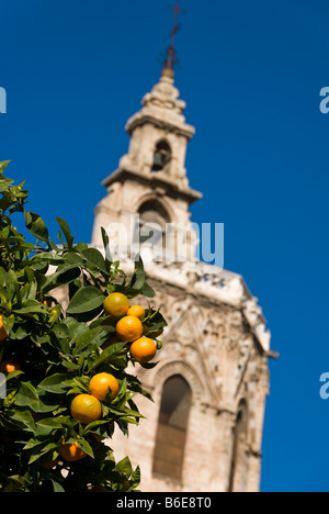 Orangen vor dem Miguelete Kathedrale Glockenturm am Plaza De La Reina in der Altstadt von Valencia, Spanien Stockfoto