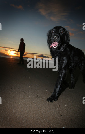 Flat coated Retriever Hund am Strand Stockfoto