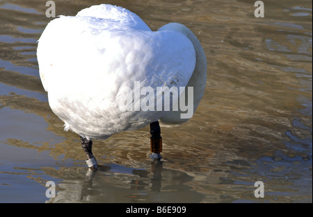 Mute Swan mit Ringen an Beinen UK Stockfoto