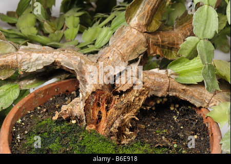 Bakterielle Weichfäulenschäden (Erwinia carotovorum) Schäden am Weihnachtskaktus Schlumbergera sp Stockfoto