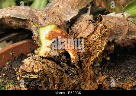 Bakterielle Weichfäulenschäden (Erwinia carotovorum) Schäden am Weihnachtskaktus Schlumbergera sp Stockfoto