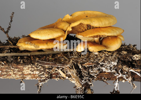 Falsche Chantrelle Hygrophoropsis Aurantiaca Kappen auf faulenden Holz der Zeder Stockfoto