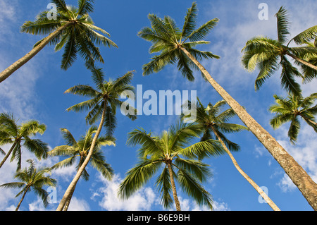 Kokosnuss-Palmen mit blauen Himmel und weiße Wolken Kahana Valley State Park windward Oahu Hawaii Stockfoto