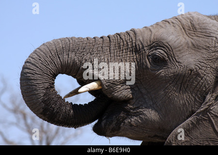 Nahaufnahme der Elefantenkopf an einem Wasserloch am Linyanti Game Reserve, Botswana, Afrika. Stockfoto
