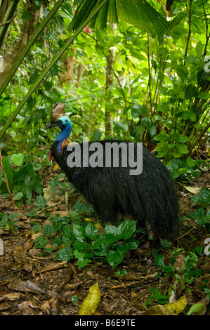 Südlichen oder Double-Wattled Helmkasuar (Casuarius Casuarius) männlich, Atherton Tablelands, Queensland, Australien, WILD Stockfoto