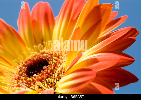 Gelbe und rote Gerbera gegen blauen Himmel Stockfoto