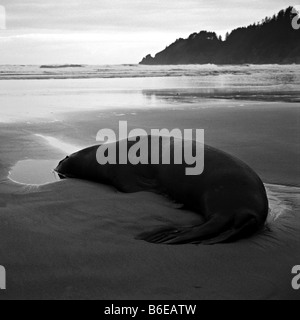 Ein totes Meer Löwe auf Short Sands Beach in Oregon. Stockfoto