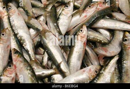 Frische kleine Sardinen im Markt auf dem display Stockfoto