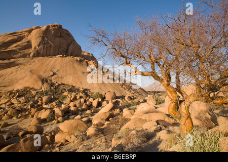 Afrika Namibia Usakos Morgensonne leuchtet Spitzkoppe Berg- und einsamer Baum in der Namib-Wüste Stockfoto