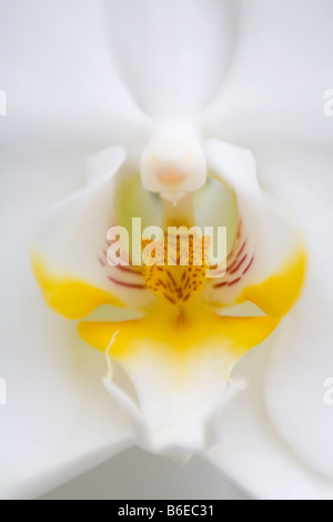 Nahaufnahme der weiße Orchidee Stockfoto