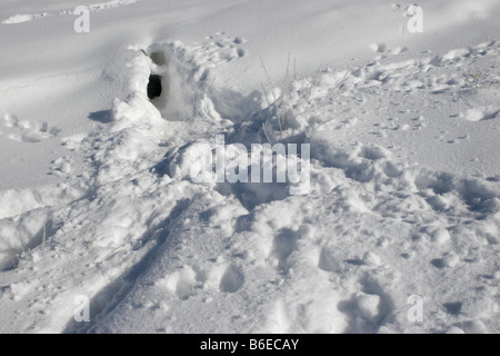Kaninchenbau, Kaninchenbau im Schnee Stockfoto
